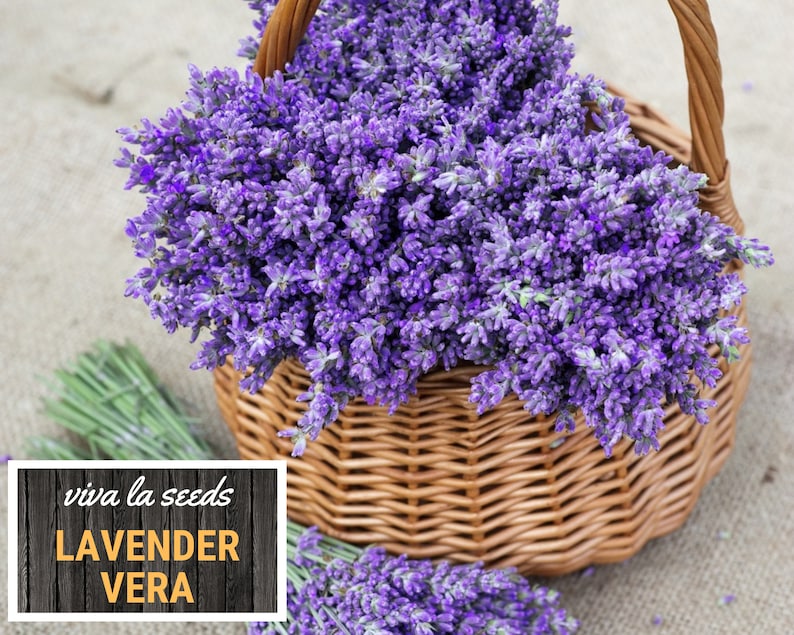 Lavender, Vera 100 Seeds Medicinal Culinary Herb Non GMO Lavandula angustifolia image 2