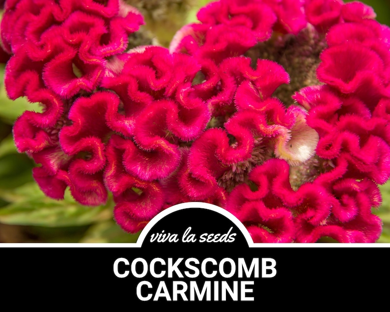 Cockscomb, Carmine | 25 Seeds | Heirloom Annual Flower | Ornamental ...