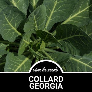 May include: Close-up of a vibrant green collard green plant with large, textured leaves. The plant is labeled "Collard Georgia" and "viva la seeds".