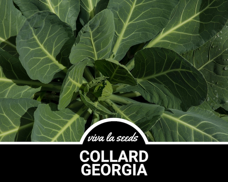 May include: Close-up of a vibrant green collard green plant with large, textured leaves. The plant is labeled "Collard Georgia" and "viva la seeds".