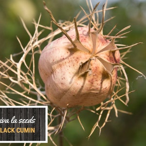 May include: Close-up of a dried, spiky, light brown seed pod with a light pink, textured surface. The text "viva la seeds BLACK CUMIN" is on a dark wood background.
