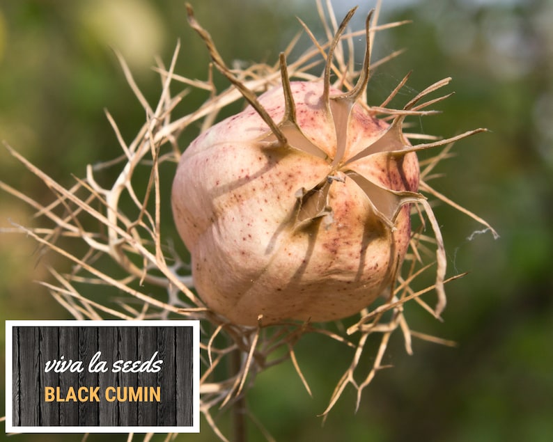 May include: Close-up of a dried, spiky, light brown seed pod with a light pink, textured surface. The text "viva la seeds BLACK CUMIN" is on a dark wood background.