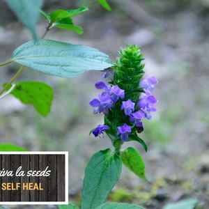 Self Heal | Heal All | 50 Seeds | Medicinal Herb | Easy to Grow | Non ...