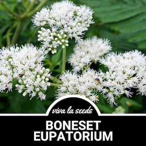 Boneset (Eupatorium) | 100 Seeds | Heirloom | Non-GMO | Eupatorium perfoliatum