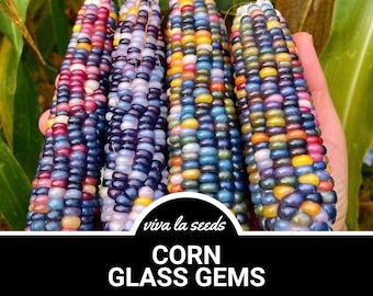 Corn, Glass Gems | 30 Seeds | Heirloom | Non-GMO | Decorative | Zea mays