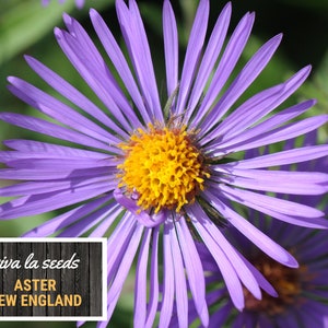 Peut inclure: Gros plan sur une fleur d'Aster violette avec un centre jaune vif. Les p&eacute;tales rayonnent, cr&eacute;ant une forme d'&eacute;toile. Le texte "viva la seeds" et "ASTER NEW ENGLAND" est affich&eacute; dans un rectangle blanc.