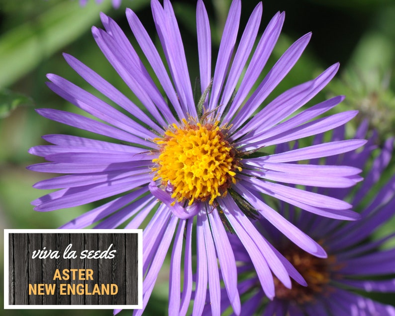 Peut inclure: Gros plan sur une fleur d'Aster violette avec un centre jaune vif. Les p&eacute;tales rayonnent, cr&eacute;ant une forme d'&eacute;toile. Le texte "viva la seeds" et "ASTER NEW ENGLAND" est affich&eacute; dans un rectangle blanc.
