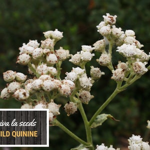 May include: Close-up of white wild quinine flowers, also known as  "viva la seeds" wild quinine, in bloom. The flowers are clustered together on a green stem.