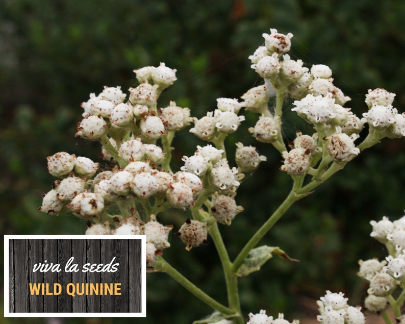 May include: Close-up of white wild quinine flowers, also known as  "viva la seeds" wild quinine, in bloom. The flowers are clustered together on a green stem.