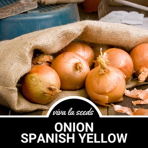 Onion, Spanish Yellow | 200 Seeds | Heirloom Vegetable | Open Pollinated | Non-GMO | Allium cepa