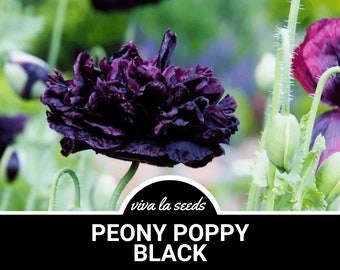 May include: A close-up of a dark purple peony poppy flower. The flower is in full bloom and has a ruffled appearance. The text "viva la seeds PEONY POPPY BLACK" is visible below the flower.
