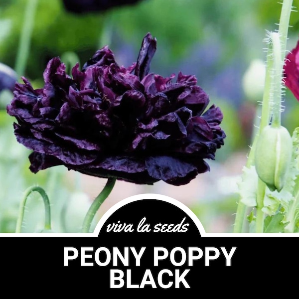 Peony Poppy, Black | 100 Seeds | Stunning poppy look | Papaver paeoniflorum