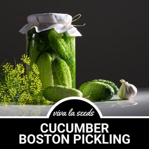 Cucumber, Boston Pickling | 30 Seeds | Heirloom Vegetable | Open Pollinated | Non-GMO | Cucumis sativus