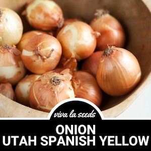 Onion, Utah Spanish Yellow | 200 Seeds | Heirloom Vegetable | Open Pollinated | Non-GMO | Allium cepa