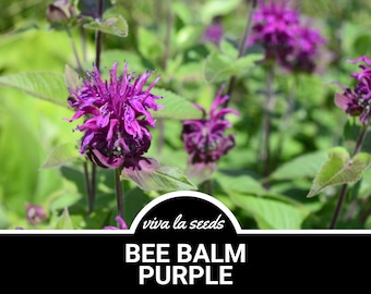 Bee Balm, Purple | 50 Seeds | Medicinal & Culinary Herb | Non GMO | Monarda media