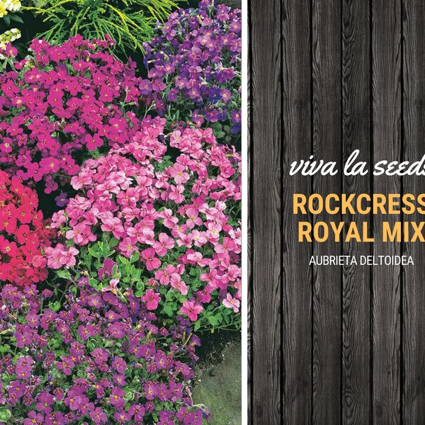 Rockcress - Etsy