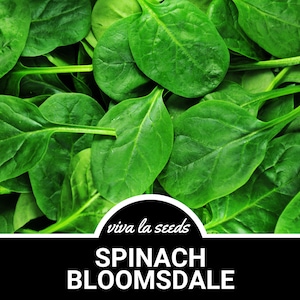 Spinach, Bloomsdale | 150 Seeds | Heirloom | Open Pollinated | Non-GMO | Spinacia oleracea