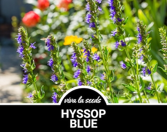 Hyssop, Blue | 200 Seeds | Medicinal | Culinary Herb | Non GMO | Hyssopus officinalis