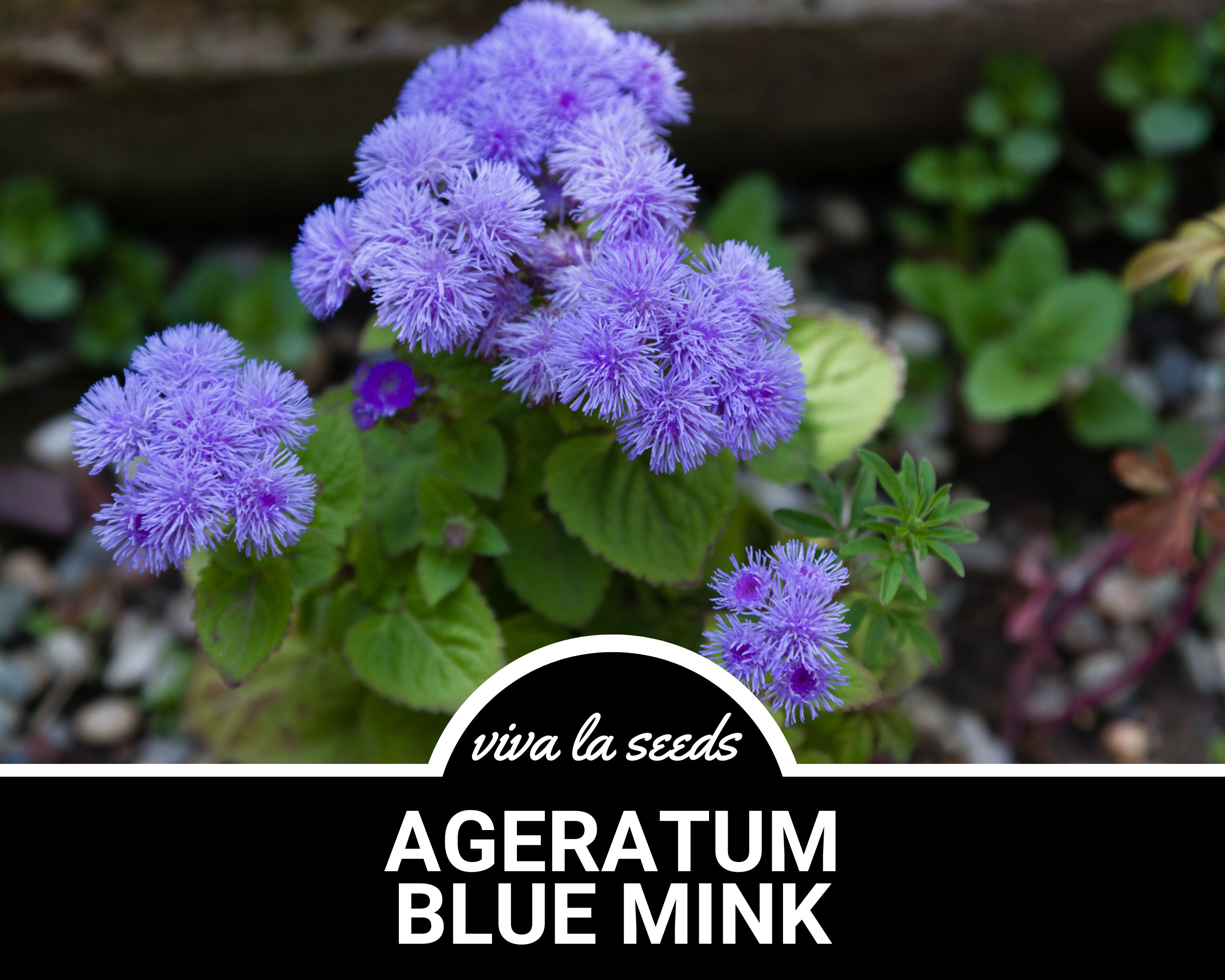 Ageratum, Blue Mink | 100 Seeds | Annual Dwarf Flower | Blue Blooms |  Landscaping Plant | Ageratum Houstonianum - Etsy