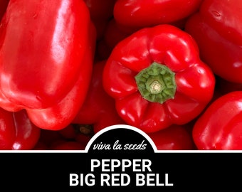 Pepper, Big Red Bell | 30 Seeds | Easy to Grow | Heirloom | Non-GMO | Capscium annuum