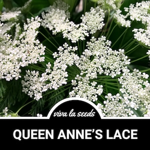 Queen Anne&#39;s Lace | 100 Seeds | Medicinal Herb | Floral Designs | Heirloom | Daucus carota