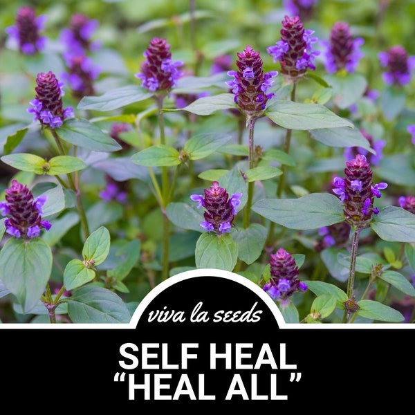 Self Heal | Heal All | 50 Seeds | Medicinal Herb | Easy to Grow | Non GMO | Prunella vulgaris