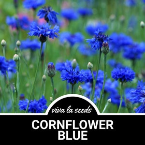 Cornflower, Blue (Bachelor&#39;s Button) | 100 Seeds | Medicinal Herb | Non GMO | Centaurea cyanus