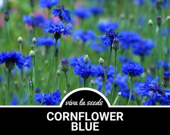 Bleuet, bleu (Bachelor's Button) | 100 graines | Herbe médicinale | Sans OGM | Centaurea cyanus