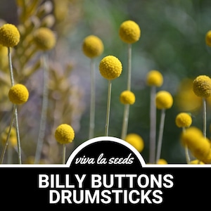 May include: A close-up of yellow Billy Button flower buds on thin stems. The flowers are arranged in a cluster and have a soft, fuzzy texture. The background is blurred and out of focus. The text "viva la seeds" is visible in the lower center of the image. The text "BILLY BUTTONS DRUMSTICKS" is visible in the lower center of the image.