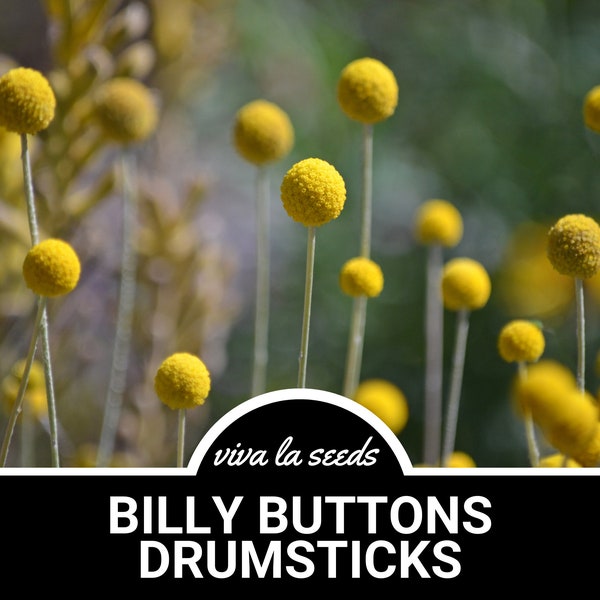 Billy Buttons | Drumsticks | 50 Seeds | Heirloom | Non-GMO | Craspedia globosa