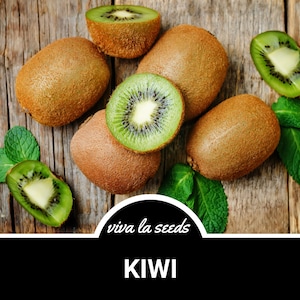 Kiwi | Chinese Gooseberry | 100 Seeds | Heirloom Fruit | Non-GMO | Actinidia chinensis