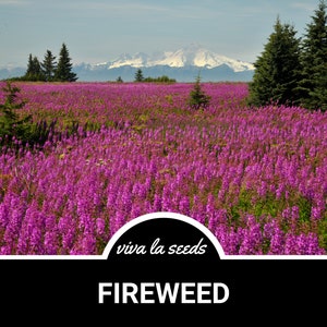 Fireweed | Willowherb | 100 Seeds | Medicinal | Culinary | Heirloom | Epilobium angustifolium