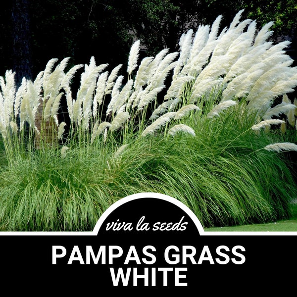 Pampas Grass, White | 100 Seeds | Ornamental Grass | Cortaderia selloana
