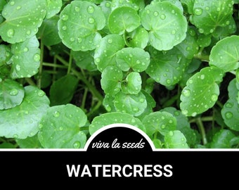 Watercress | 200 Seeds | Medicinal & Culinary Herb | Non GMO | Nasturtium officinale