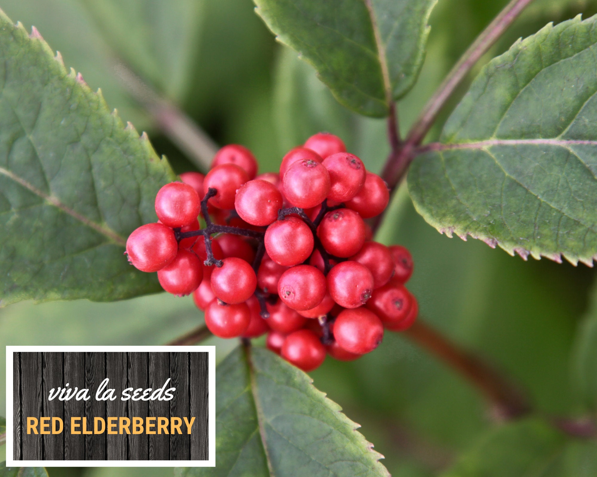 Elderberry Seed Collection 50 American Black Elderberry 50 Etsy