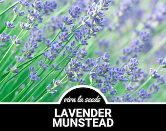 Lavender, Munstead | 50 Seeds | Medicinal & Culinary Herb | Non GMO | Lavandula angustifolia