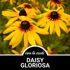 Daisy, Gloriosa | Jumbo Black Eyed Susan | 100 Seeds | Medicinal | Easy to Grow | Non GMO | Rudbeckia hirta