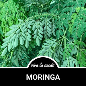 May include: Close-up of vibrant green moringa leaves, a popular ingredient in many cuisines. The leaves are arranged in a dense cluster, showcasing their delicate, feathery texture. The image features the text "viva la seeds" and "MORINGA" in a black and white graphic.