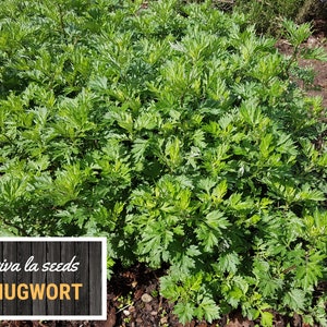 May include: A close-up of a patch of green mugwort plants growing in the ground. The plants are lush and healthy, with a wooden sign in the foreground that reads "viva la seeds MUGWORT".