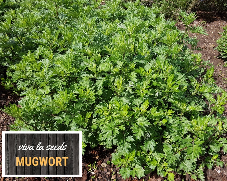 May include: A close-up of a patch of green mugwort plants growing in the ground. The plants are lush and healthy, with a wooden sign in the foreground that reads "viva la seeds MUGWORT".