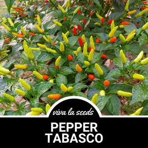 Pepper, Tabasco | 50 Seeds | Easy to Grow | Heirloom | NonGMO | Capsicum frutescens &#39;Tabasco&#39;
