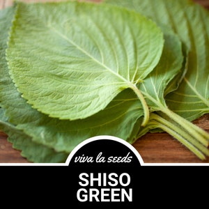 Shiso, Green | 200 Seeds | Culinary Herb | Non GMO | Perilla frutescens