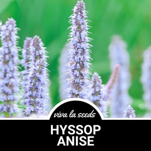 Hyssop, Anise | 200 Seeds | Medicinal | Culinary Herb | Non GMO | Agastache foeniculum