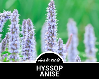 Hyssop, Anise | 200 Seeds | Medicinal | Culinary Herb | Non GMO | Agastache foeniculum