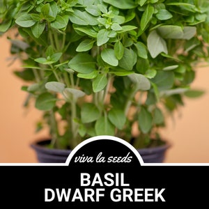 K&ouml;nnte beinhalten: Nahaufnahme einer Topfbasilikumpflanze mit gr&uuml;nen Bl&auml;ttern. Die Pflanze ist mit "BASIL DWARF GREEK" und "viva la seeds" beschriftet.