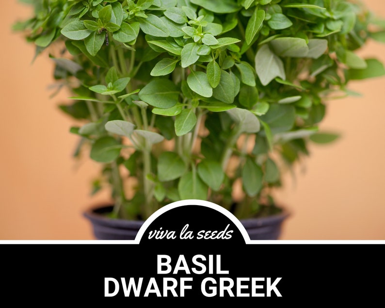 K&ouml;nnte beinhalten: Nahaufnahme einer Topfbasilikumpflanze mit gr&uuml;nen Bl&auml;ttern. Die Pflanze ist mit "BASIL DWARF GREEK" und "viva la seeds" beschriftet.