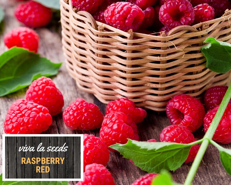 Gmo Raspberries Raspberry, Red | 30 Seeds | Heirloom | Non-gmo | Rubus Idaeus - Etsy