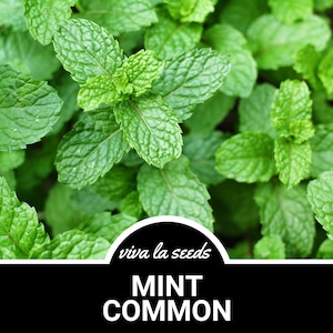 May include: Close-up of a lush green patch of mint plants. The leaves are vibrant and have a distinct, serrated shape. The text "viva la seeds MINT COMMON" is visible at the bottom of the image.