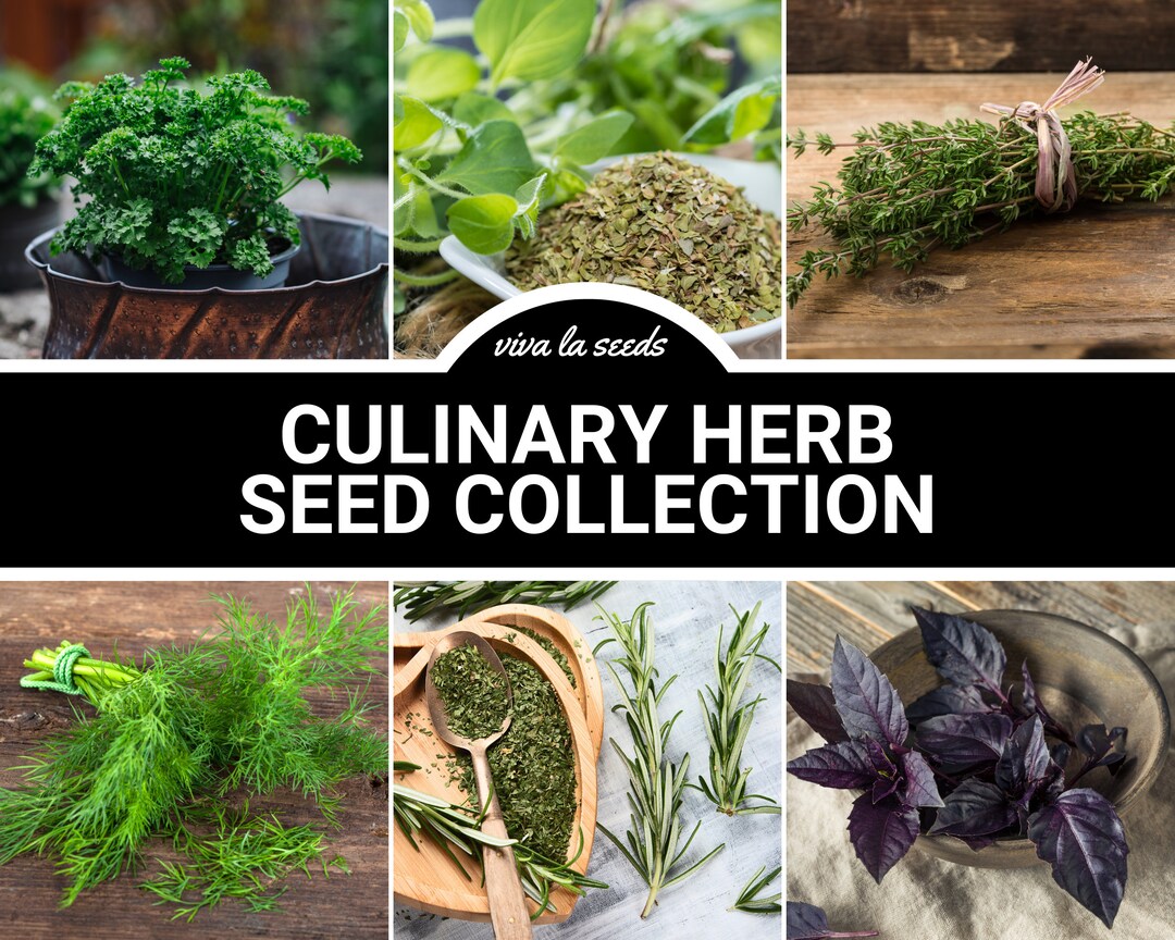 Culinary Herb Seed Collection 6 Essential Culinary Herbs 20 Savings Etsy