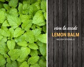 Lemon Balm 100 Seeds Medicinal Culinary Herb Non GMO Melissa officinalis